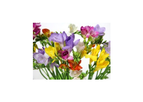 Cut Flowers