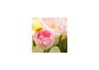 Tulips Angelique