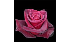 BLACK BACCARA
