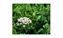 Anise