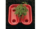 Red Tomato Trays