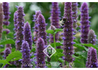 Agastache Rugosa