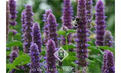 Agastache Rugosa