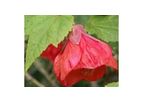 Abutilon Hybridum