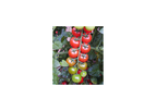 Model Ofir-628 - Cherry Tomato
