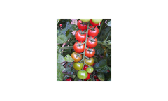 Model Ofir-628 - Cherry Tomato
