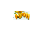 Model 9003 - Mini Sweet Pepper