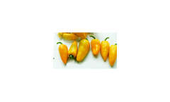 Model 9003 - Mini Sweet Pepper