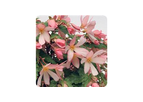 Begonia Boliviensis