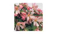 Begonia Boliviensis