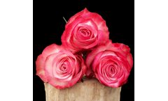 Model No Limit - Cut Roses