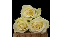 Model Queen of Africa - Cut Roses