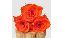 Model Atlantis - Cut Roses
