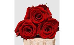 Model Red Bentley - Cut Roses