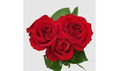 Model Grand - Patio & Gardenroses