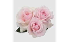 Model Classic - Patio & Gardenroses