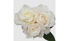 Model Chrystal - Patio & Gardenroses