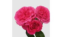 Model Sparkling - Patio & Gardenroses