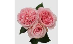 Model Dolce - Patio & Gardenroses