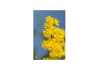 Solidago Golden Glory