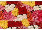 Assorted Roses