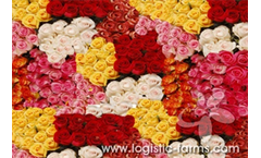 Assorted Roses