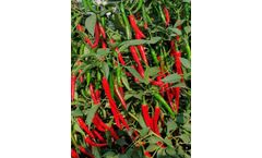 Model Indam 5 - Hot Pepper