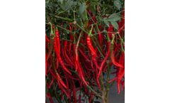 Model Indam Pruthvi - Hot Pepper