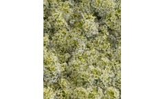 Alyssum Easter Bonnet