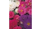 Aster Pot N Patio
