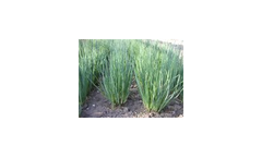 Gerda - Bunching Onion