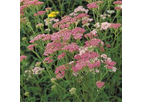 Achillea Cerise Queen