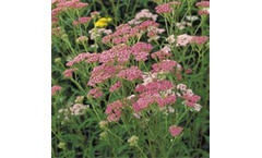 Achillea Cerise Queen