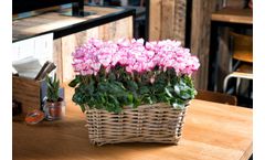 Verano - Uniform Blooms