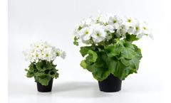 Primula Touch Me - Mini Spring Plant