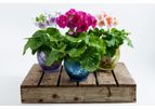 Midi - Model Midi - Mini Spring Plant
