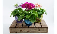 Midi - Model Midi - Mini Spring Plant