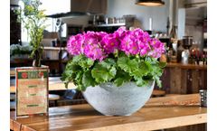 Primula Touch Me - Large Mini Spring Plant