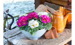 Early - Primula Paradiso