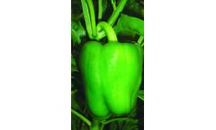 Model Capsicum F1 - Apsara Seed