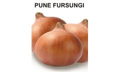 Onion Pune Fursungi Seeds
