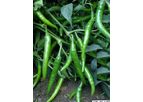 Model F1 Tejal Seeds - Chilli