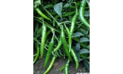 Model F1 Tejal Seeds - Chilli