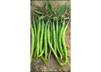 Model F1 Sakshi Seeds - Chilli