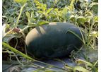 Model F1 Vidhata Seeds - Watermelon