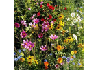 Gulf Coast Wildflower Seed Mix