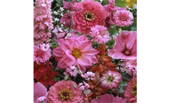 Pink Flowers Seeds