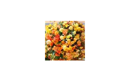 Begonia `Apricot Shades`