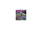 Ornamental Onion Hardy Bulb