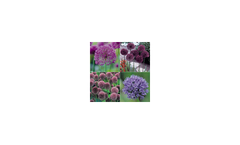 Ornamental Onion Hardy Bulb